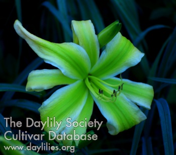 Daylily Green Ribbons